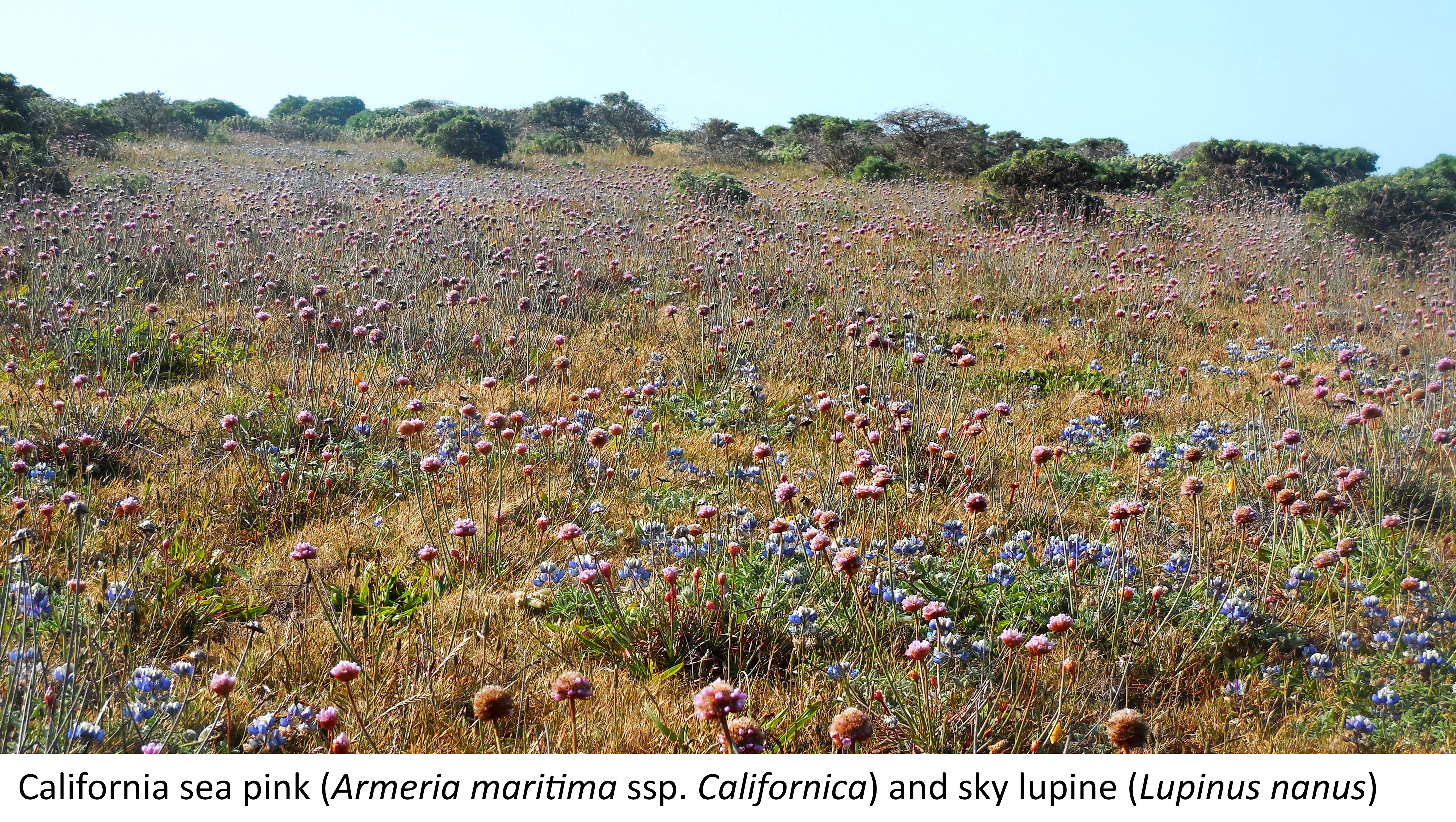 California sea pink (Armeria meritima ssp. Californica) and sky lupine (Lupinus nanus)